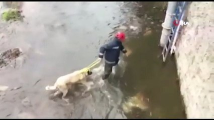 Buz Gibi Suda Mahsur Kalan Çoban Köpeğini İtfaiye Ekipleri Kurtardı