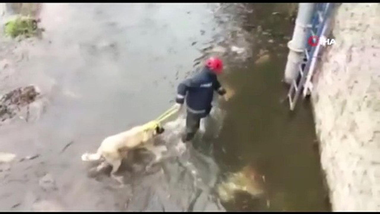 Buz Gibi Suda Mahsur Kalan Çoban Köpeğini İtfaiye Ekipleri Kurtardı