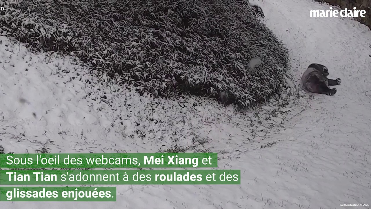 Ces deux pandas profitent de la neige à Washigton