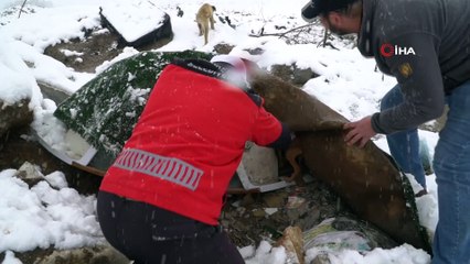 11 yavru köpek donmaktan son anda kurtarıldı