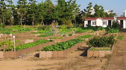[인천] 부평구 공영텃밭 3곳 분양...8개월 간 도시농부 체험 / YTN
