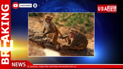 Monkeys reportedly snatch newborn twins, killing one