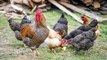 Recetuits: Huevos de gallinas en libertad, ¿mejores o peores?