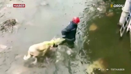 Donma tehlikesi yaşayan köpeği itfaiye ekipleri kurtardı