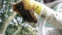 Le Brexit empêche l'importation de colonies d'abeilles au Royaume-Uni