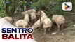 CabSec. Nograles: Commercial hog raisers, planong bigyan ng 50% subsidy