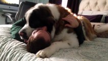 Rescue Dog Uses His Giant Body To Pin Down Dad And Give Him Never-Ending Hugs