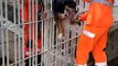Cão fica preso entre grades de portão e é resgatado pelos bombeiros em MG