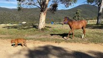 Adorable Puppy Walks Wild Born Brumby Colt