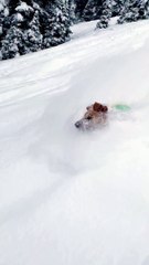 Ringo the Ski Dog Enjoying Backcountry Powder Day