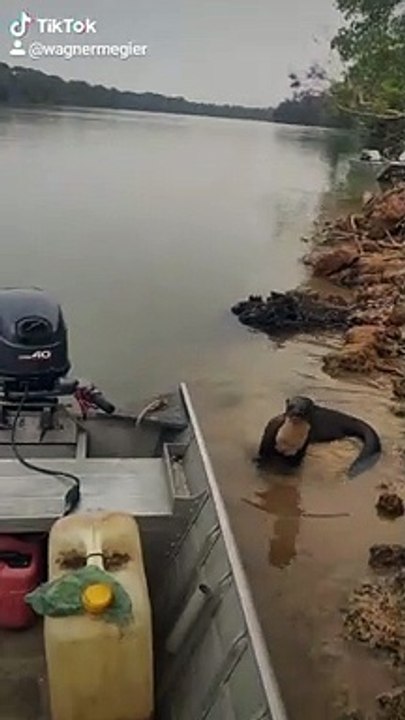 Otter Comes Looking for a Snack