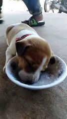Puppy Eating Falls Asleep with Head in Bowl