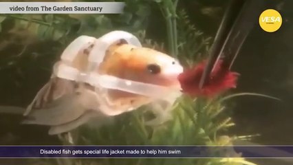 Disabled fish gets special life jacket made to help him swim