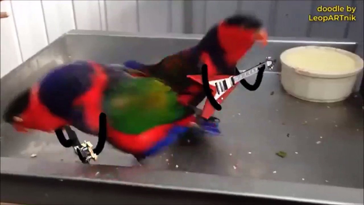 2 perruches jouent de la guitare... En mode ACDC