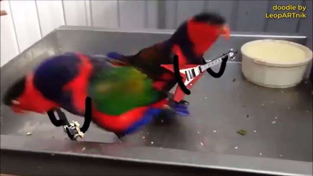 2 perruches jouent de la guitare... En mode ACDC