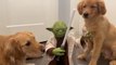Maitre Yoda maitrise 2 chiens... Puissant