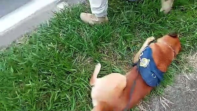 PRF prende dois por tráfico de drogas no Sul de Minas