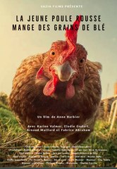 La poule rousse mange des grains de blé