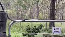 Large Snake Skillfully Slithers Over Gate