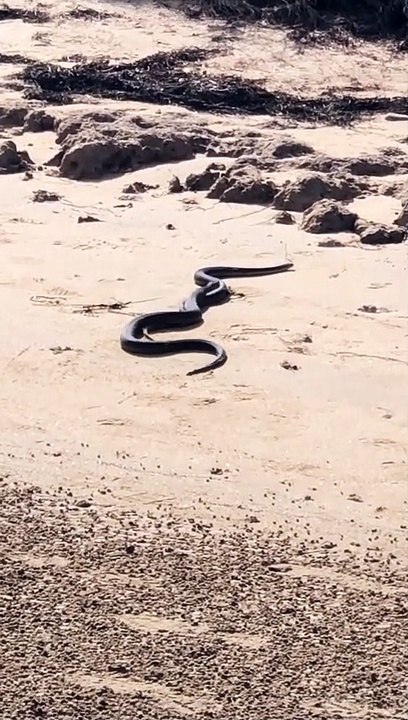 Snakes Tangle up in the Sand