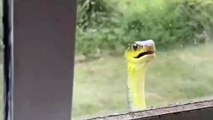 Tree Snake Stares Through Window