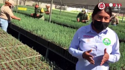 El Vivero Forestal Militar de Temamatla al servicio de la reforestación