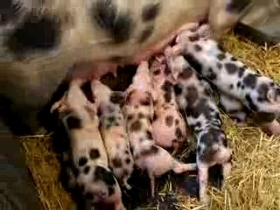 Salon de l agriculture 2008 bande de cochons