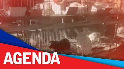 Rabbit meat could be alternative to pork: SINAG