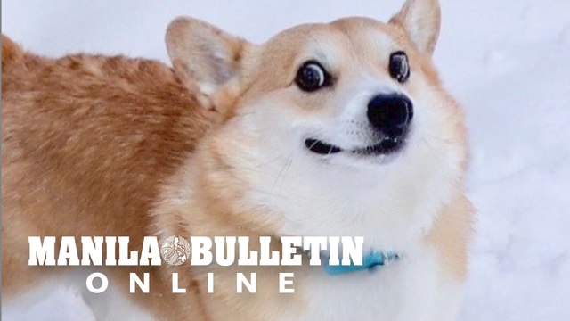 Social media mourns death of viral corgi