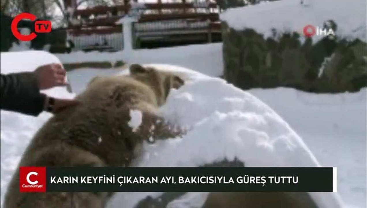 Karın keyfini çıkaran ayı, bakıcısıyla güreş tuttu
