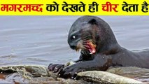 आखिर मगरमच्छ की इससे फटती क्यों है | beaver and crocodile,Why beaver rip the crocodile as seen,animals