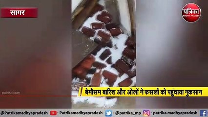 बेमौसम बारिश और ओलों ने फसलों को पहुंचाया नुकसान