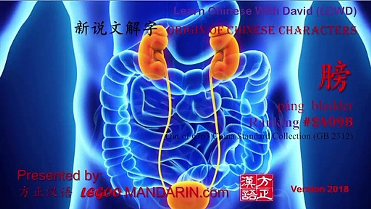 Origin of Chinese Characters - 2409B 膀 páng  bladder