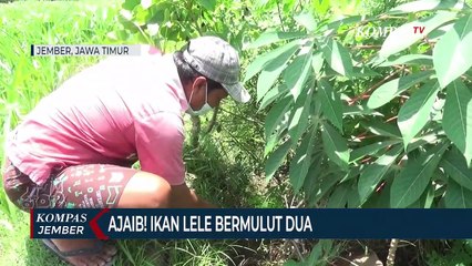 Ajaib! Warga Temukan Ikan Lele Bermulut Dua di Sawah