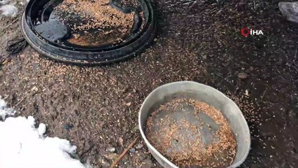 Çanakkale’de yaban hayvanları için doğaya yem bırakıldı