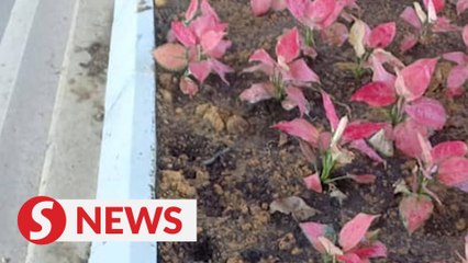 Mystery of the disappearing Chinese evergreen plants