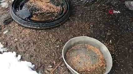 Çanakkalede yaban hayvanları için doğaya yem bırakıldı