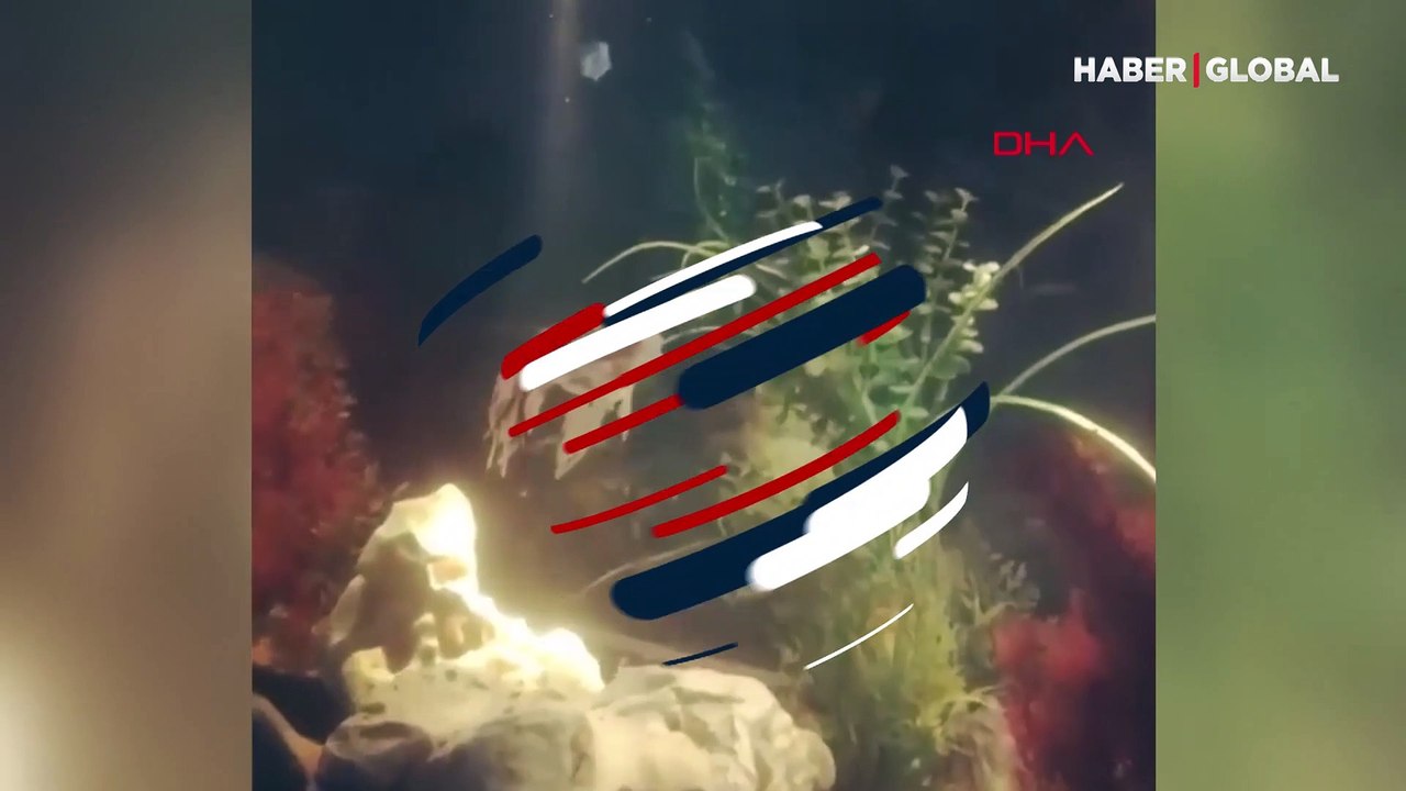 Can yeleği giyen balık görenleri şaşırttı