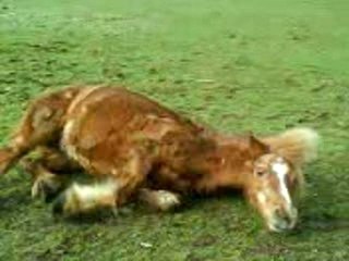 ma ponette qui se roule après la balade