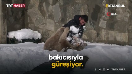 Karın keyfini çıkaran ayı bakıcısıyla güreşti