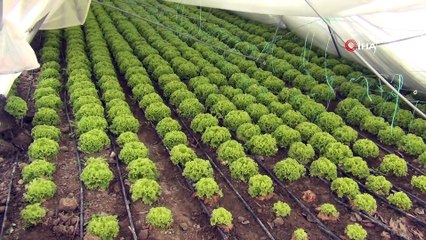 Aşırı kara dayanamayan seralar çöktü