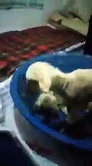 ’Anne’ diyen kuzu herkesi şaşırtıyor!