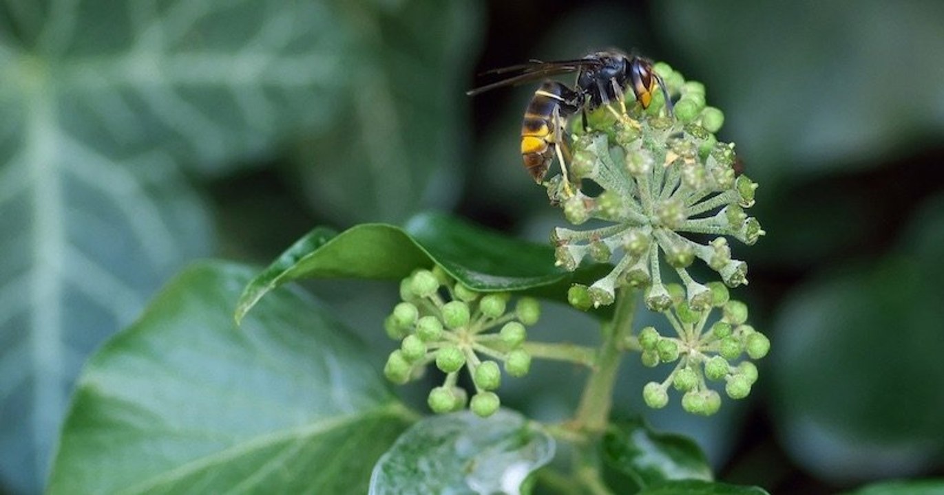 Un ingénieur de l'Aude a-t-il trouvé une arme efficace pour éradiquer les frelons asiatiques ?