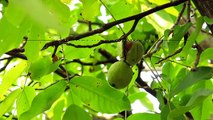 8 health benefits of walnuts