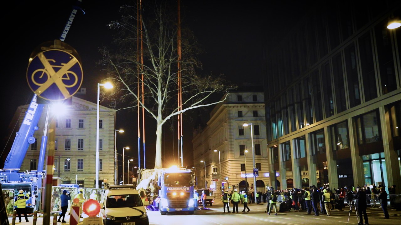 Platane-Politikum: Ein Baum muss für die U5 umsiedeln