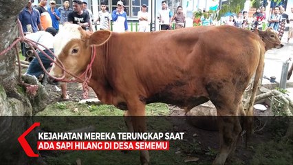 Diduga Terlibat Pencurian Hewan, Seorang Sekretaris Desa Ditembak Polisi
