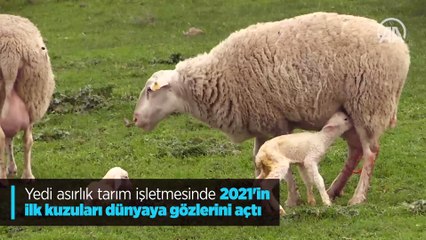 Yedi asırlık tarım işletmesinde 2021'in ilk kuzuları dünyaya gözlerini açtı
