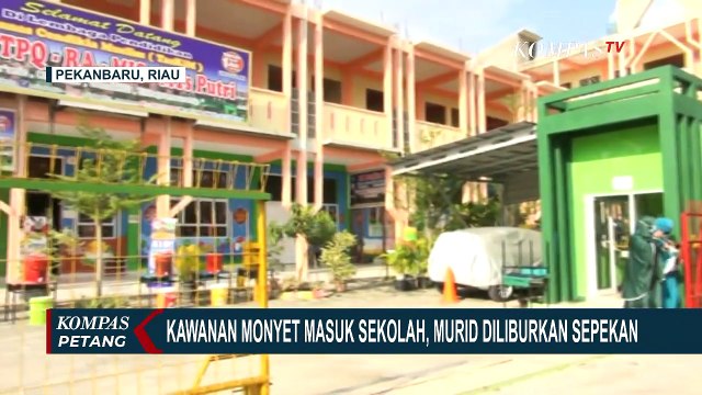 Merasahkan! Kawanan Monyet Masuk Sekolah, Murid Diliburkan Sepekan