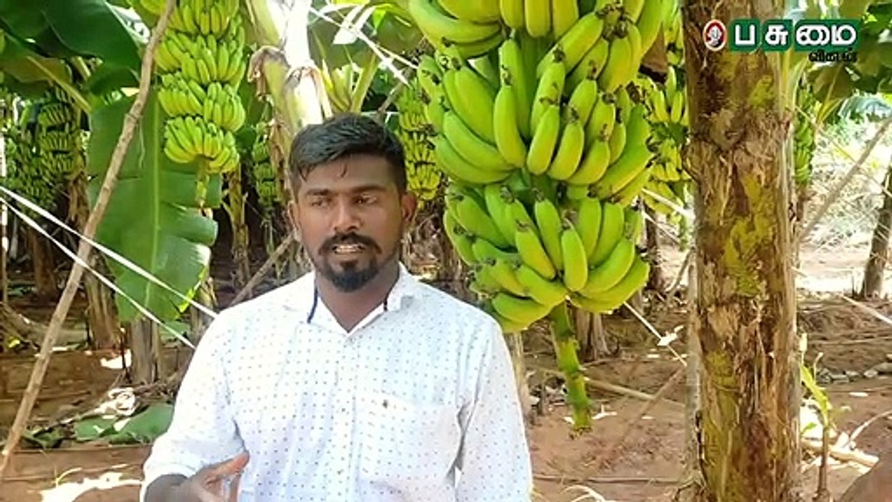 ஏக்கருக்கு 1,52,000 ரூபாய்.. வாழைச் சாகுபடியில் முத்தான வருமானம்!
