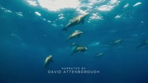 A PERFECT PLANET Ep4 - Oceans - Sir David Attenborough 2021 HD